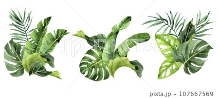 watercolor drawing. set of bouquets, compositions with tropical leaves. rainforest leaves, palm, monstera, banana. watercolor drawing. set of bouquets, compositions with tropical leaves. rainforest leaves, palm, monstera, banana. 107667569