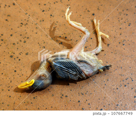 Dead bird, dead sparrow chick falling out of the nest, close-up macro 107667749