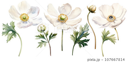 watercolor drawing white poppy, anemone. spring flower in vintage style	 107667814