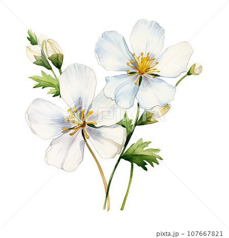 watercolor drawing, white jasmine flowers. illustration in realism style, vintage	 107667821