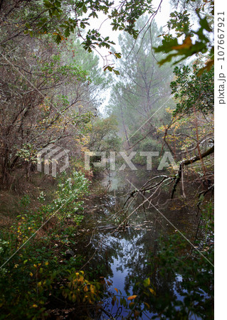 Forest and stream in Autumn Forest and stream in Autumn 107667921