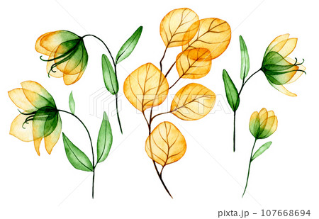 watercolor drawing. set of transparent flowers and leaves. yellow and green flowers and leaves of eucalyptus, x-ray	 107668694