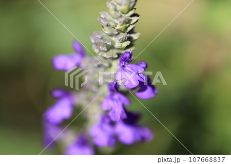 ラベンダーセージ　0007 107668837