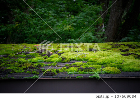 苔むした屋根 苔むした屋根 107669084