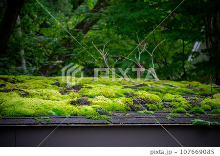 苔むした屋根 苔むした屋根 107669085