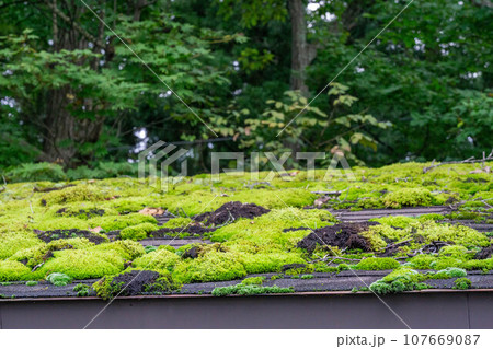 苔むした屋根 苔むした屋根 107669087