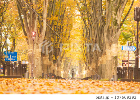 紅葉の杜の都仙台定禅寺通り 107669292