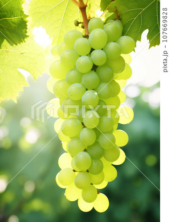 Green grape bunche hanging on branch with blurred green vineyard background Green grape bunche hanging on branch with blurred green vineyard background 107669828