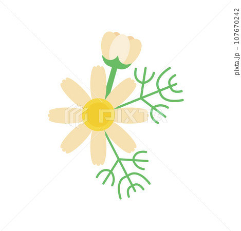Chamomile Illustration 107670242