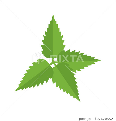 Nettle Illustration Nettle Illustration 107670352
