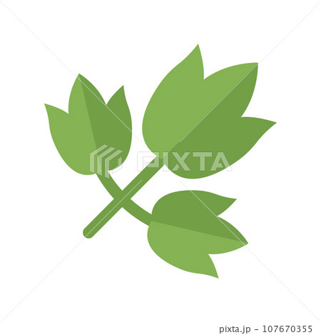 Aegopodium Grass Illustration 107670355