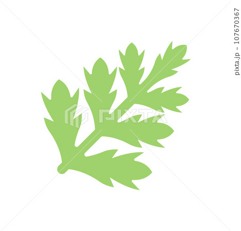 Conium Illustration 107670367