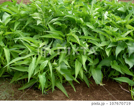空芯菜の栽培 空芯菜の栽培 107670719
