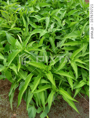 空芯菜の栽培 107670721