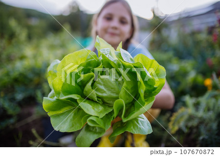 Portrait of a cute girl holding lettuce, salat from autumn garden. Portrait of a cute girl holding lettuce, salat from autumn garden. 107670872