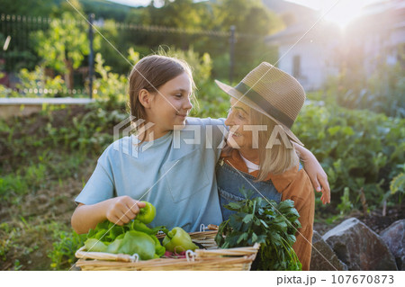 Grandmother with granddaughter with crate full of vegetables. Concept of importance of grandparents - grandchild relationship. Intergenerational gardening. 107670873