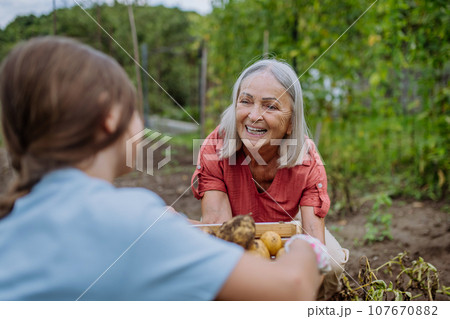 Grandmother with granddaughter harvesting potatoes in the middle of a field. Concept of importance of grandparents - grandchild relationship. Intergenerational gardening. 107670882