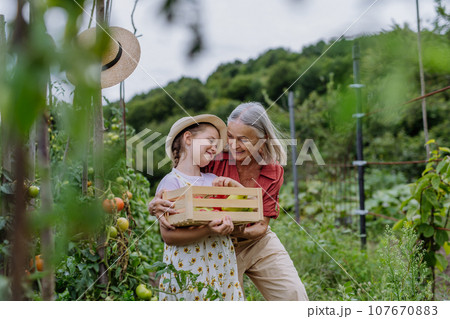 Grandmother with granddaughter with crate full of vegetables. Concept of importance of grandparents - grandchild relationship. Intergenerational gardening. Grandmother with granddaughter with crate full of vegetables. Concept of importance of grandparents - grandchild relationship. Intergenerational gardening. 107670883