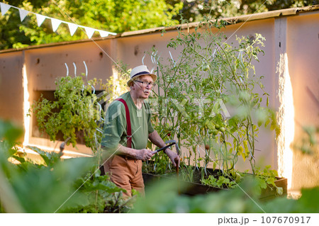 Senior man whistling while taking care vegetable plants in urban garden. Urban gardening in community garden making pensioner happy and cures his depression. Senior man whistling while taking care vegetable plants in urban garden. Urban gardening in community garden making pensioner happy and cures his depression. 107670917