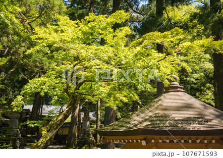福井 永平寺にある二重の塔の芸術的な屋根と夏の美しいもみじ 福井 永平寺にある二重の塔の芸術的な屋根と夏の美しいもみじ 107671593