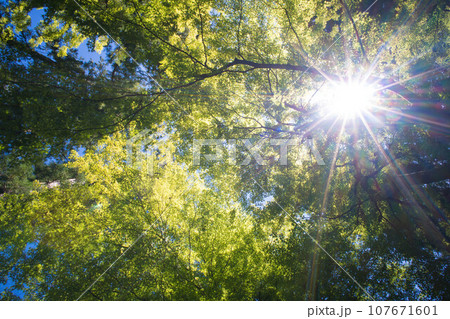 福井 夏の永平寺を彩る美しいもみじと太陽の光 107671601