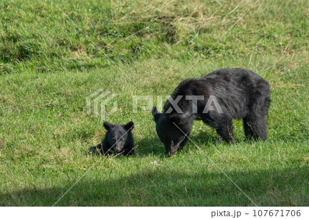 ツキノワグマ 107671706