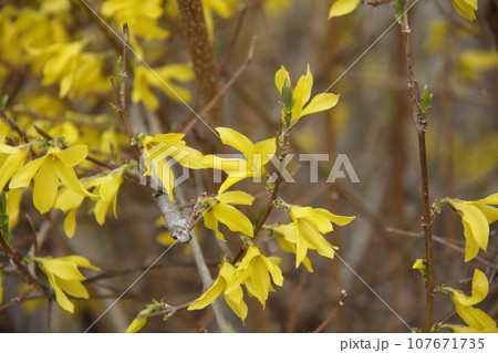 yellow flowers on tree yellow flowers on tree 107671735