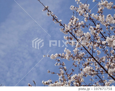 青空に映える満開の桜 青空に映える満開の桜 107671758