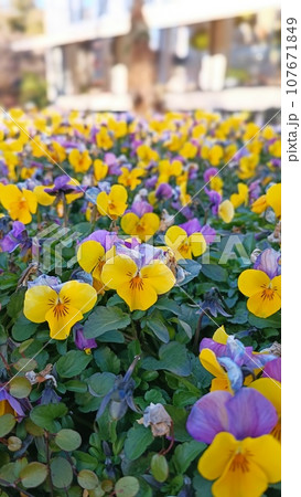 一面に咲くたくさんのパンジー 107671849