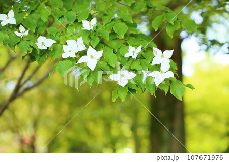 ヤマボウシの花 ヤマボウシの花 107671976