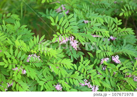 ニワフジの花 107671978