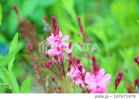 ガウラの花 107671979