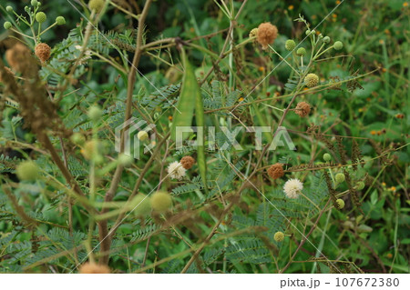 ギンネムの花と膨らむ前の実 107672380