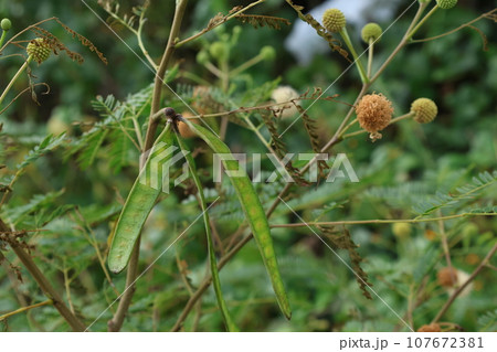ギンネムの花と膨らむ前の実 107672381