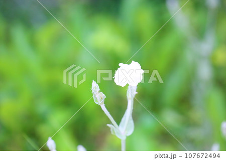 フランネルソウの花 フランネルソウの花 107672494