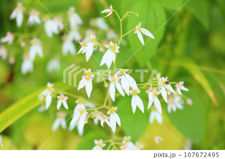 ユキノシタの花 ユキノシタの花 107672495