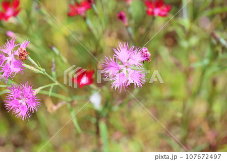 カワラナデシコの花 107672497