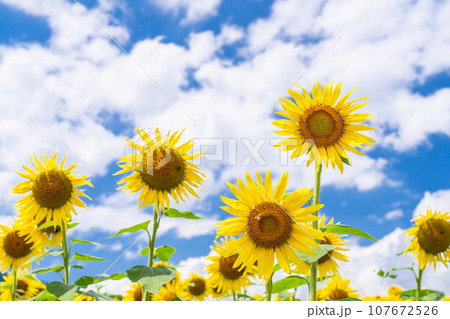 ひまわり・夏イメージ ひまわり・夏イメージ 107672526