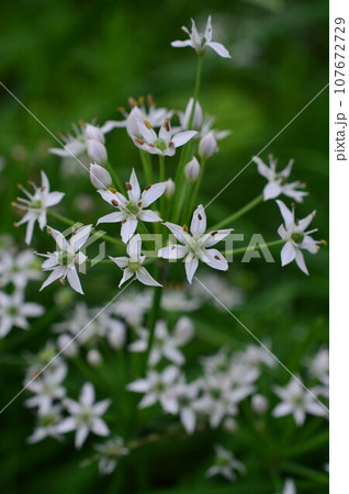 懶人草（らじんそう） 107672729