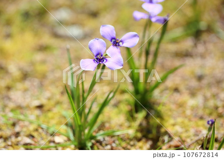 チリアヤメの花 チリアヤメの花 107672814