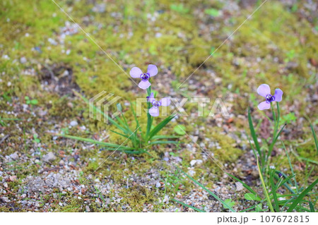 チリアヤメの花 107672815