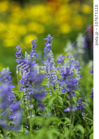 Macro of Salvia Blue flowers blooming in the garden in the park Macro of Salvia Blue flowers blooming in the garden in the park 107673118