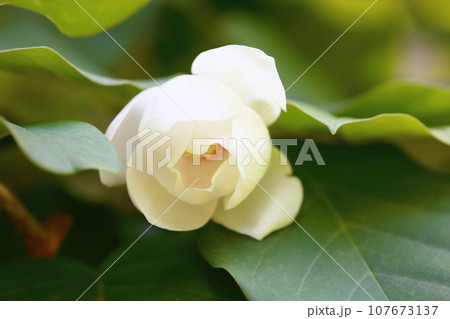 オオヤマレンゲの花 107673137