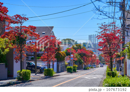 ハナミズキの紅葉の川崎市麻生区上麻生2丁目と王禅寺西1丁目の境界道路を南側方面(王禅寺五差路など) 107673192