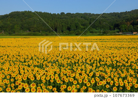 栃木県芳賀郡益子町上山地区　ましこ町ひまわり祭りの会場から一面の満開の向日葵畑と青空 107673369