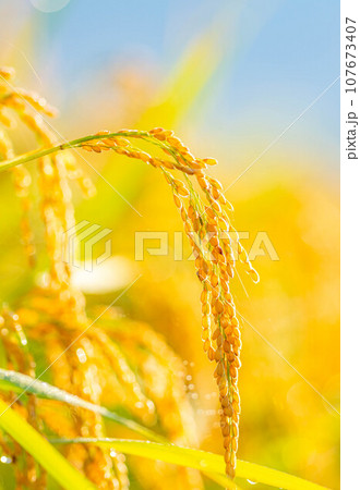 【秋素材】朝露をまとった稲穂【長野県】 107673407