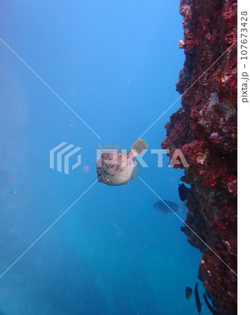 カワハギ 逃げる カワハギ 逃げる 107673428