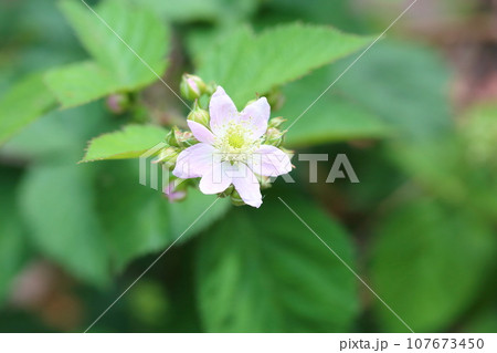 ブラックベリーの花 ブラックベリーの花 107673450
