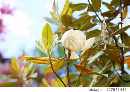 タイサンボクの花 タイサンボクの花 107673455