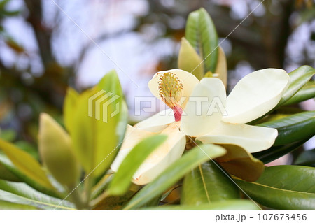 タイサンボクの花 タイサンボクの花 107673456